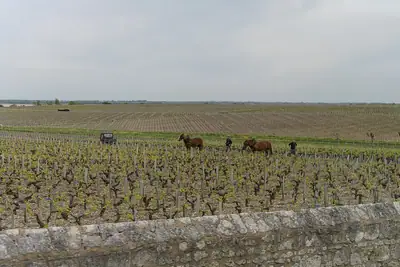 포이약의 Château Latour